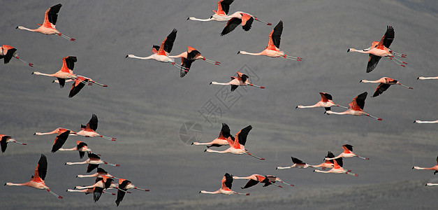 玻利维亚南部Tajsara湖 飞行奇拉夫拉明戈斯海拔动物飞行火烈鸟情调荒野公园高原山脉风景图片