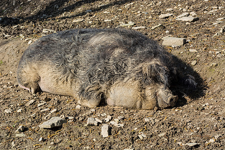 泥土中的欧洲野野猪图片