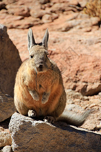 Viscacha 兔子玻利维亚图片