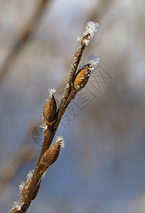 带花蕾的霜冻树枝枝条宏观森林磨砂蓝色公主季节水晶雾凇植物图片