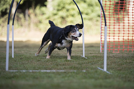 Appenzeller山狗 训练喇叭犬图片