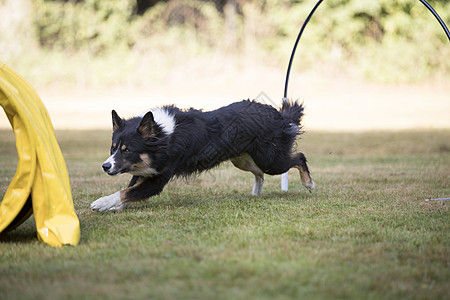 狗 边境科利 跑在运动训练中宠物场地框架篮球动物平衡桶匠竞赛犬类公司图片