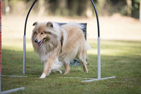 狗 苏格兰牧羊犬 训练喇叭篮球隧道课程犬类场地宠物竞赛框架镇流器跑步图片