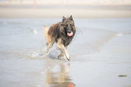 狗 比利时牧羊人Tervuren在大海中奔跑伴侣波浪动物幸福跳跃乐趣衣领飞溅阳光小狗图片