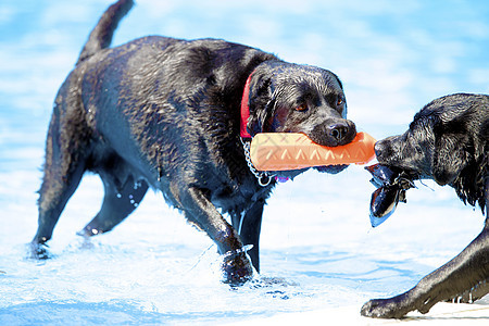 两只狗 拉布拉多的猎犬 都在游泳池里拉着玩具图片