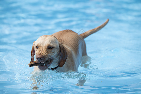 狗 从游泳池捡柴图片