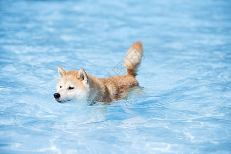 狗 秋田因奴 游泳游泳池图片
