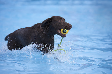 狗 棕色拉布拉多采集器 在游泳池里捡球图片