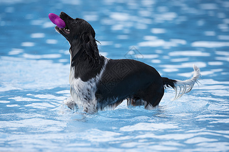 在游泳池中抓狗玩具男人公园乐趣伴侣犬类毛皮笨蛋滴水蓝色游泳图片