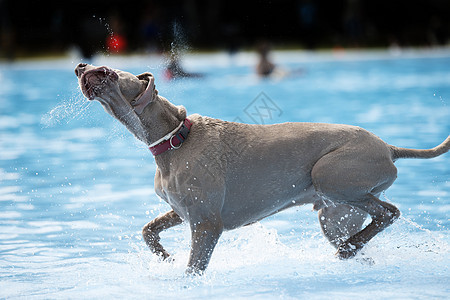 狗 维马拉纳 在游泳池里图片