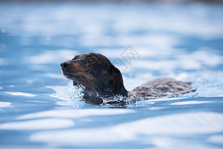 狗在蓝水中游泳图片
