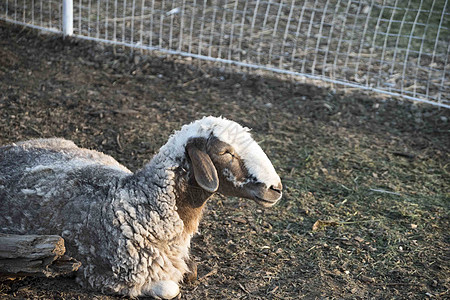 户外养羊业的肖像内存母羊农村鼻子耳朵农业动物牧场群居眼睛图片