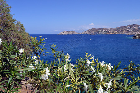 海景和岛上有鲜花图片