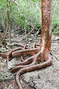 吉隆森林的树根热带美丽木头处女丛林旅游树干植物群叶子公园图片