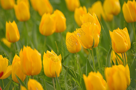 黄色郁金花的宏细节图片