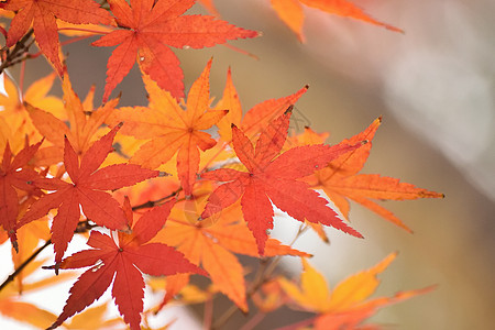 充满活力的日本秋月金树叶背景模糊的风景公园天空花园橙子植物阳光枫树色彩季节园林图片