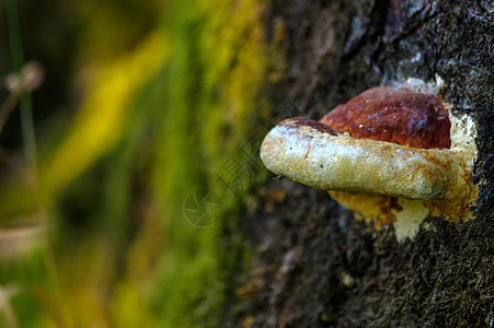 长在一棵老树边的大型真菌木耳生长森林衰变林地菌类环境林业木头苔藓图片