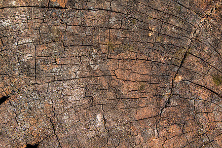 破旧的切割树干得分表面纹理背景漂移戒指木材托盘粮食生长台面划痕风化框架图片