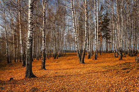 秋天的Birch园林树叶乔木黄色叶子风景胡同落叶绿色分支机构季节图片