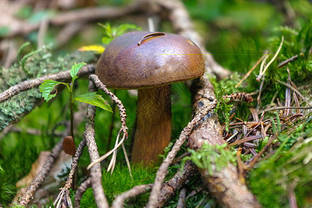 在森林中生长的树脂生物 也称为泽西牛奶蘑菇或牛肉身体草地森林菌类食用菌植物松树季节穿孔针叶图片