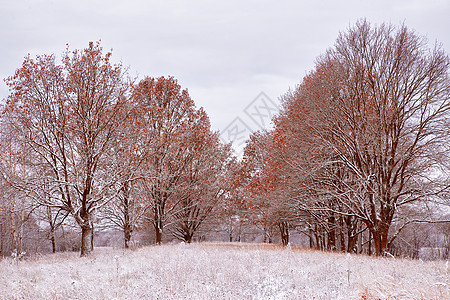 秋天公园第一次下雪 树上落色 秋天公园天气橡木森林白色黄色木头植物红色环境图片