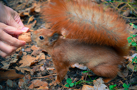 红松鼠用手吃坚果图片