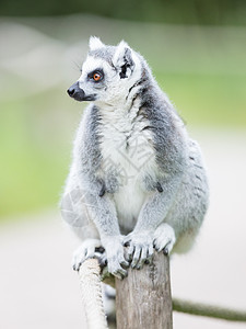 环尾狐猴Lemur catta卡塔动物条纹荒野濒危黑与白食物毛皮警报灵长类图片