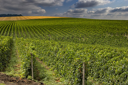 美丽的绿绿葡萄园线条天堂场地国家拉子天空葡萄园耕作水果植物图片