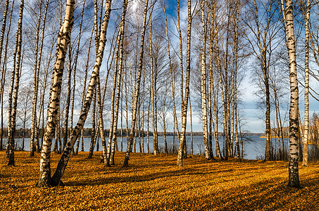 秋天的Birch园林桦木绿色树叶叶子公园季节风景分支机构森林黄色图片