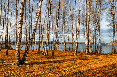 秋天的Birch园林黄色季节叶子公园森林绿色阳光树干落叶分支机构图片