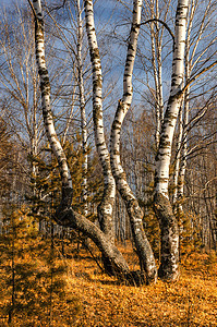 秋天的Birch园林黄色阳光公园树干落叶季节乔木森林风景胡同图片