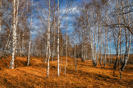 秋天的Birch园林黄色绿色落叶树叶阳光森林叶子公园乔木分支机构图片