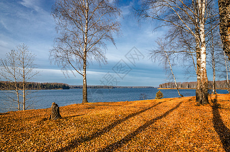 秋天的Birch园林胡同阳光落叶风景森林树叶桦木黄色树干绿色图片