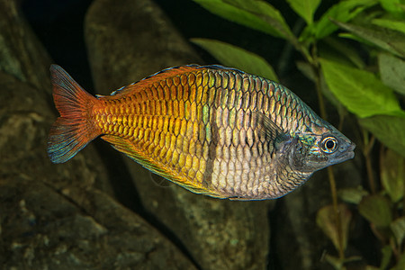 水族馆虹鱼的肖像白色黄色野生动物热带绿色淡水动物男性橙子图片