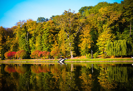 秋叶树枝与湖和天空相对 公园里阳光明媚的一天蓝色叶子森林季节池塘反射场地晴天场景橙子图片