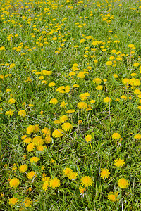 在草原上布满了花朵黄色场景天空牧场季节绿色植物乡村花园草地图片