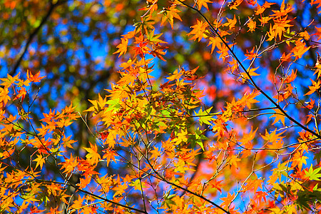在日本秋季秋天期间生树和叶叶森林旅行季节彩虹太阳光分支机构花园树木快乐阳光图片
