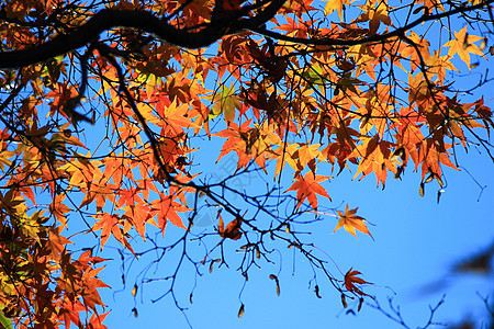 日本秋季秋天期间的活树和叶叶植物森林公园蓝色太阳光天空丛林树木阳光季节图片