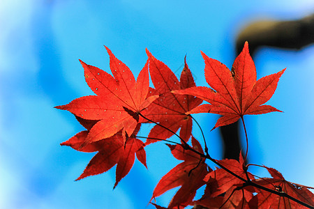 在日本秋季秋天期间生树和叶叶天空彩虹阳光公园路面太阳光旅行途径花园叶子图片