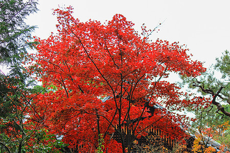 在日本秋季秋天期间生树和叶叶剪影太阳丛林途径森林快乐蓝色公园人行道植物图片