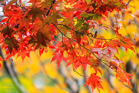 在日本秋季秋天期间生树和叶叶公园花园蓝色太阳森林路面叶子彩虹树木人行道图片