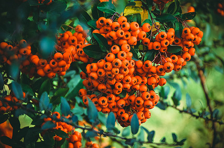 树上闪亮的红色皮拉干萨浆果风格衬套植物种子灌木橙子植物学水果装饰宏观图片