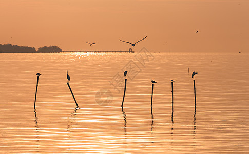 清晨水面海鸥图片