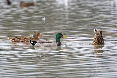 野鸭在湖上游泳白色绿色动物野生动物鸭子水禽羽毛荒野池塘男性图片
