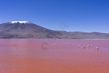 红湖 玻利维亚 南美洲天空山脉湖泊火烈鸟蓝色海拔高原火山沙漠拉丁图片