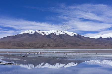 玻利维亚 南美洲火山火烈鸟蓝色天空高原山脉湖泊拉丁沙漠反射图片