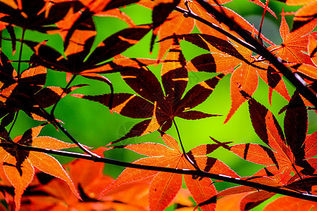 日本秋季秋天期间的多彩叶和树木太阳光丛林公园植物季节森林彩虹人行道花园叶子图片
