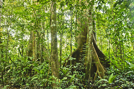 亚马逊流域 秘鲁 南美洲丛林盆地树木拉丁热带图片