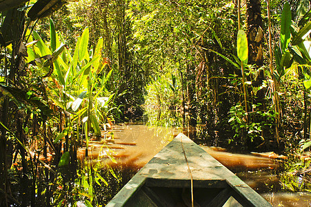 亚马逊流域 秘鲁 南美洲沼泽热带盆地树木丛林拉丁图片