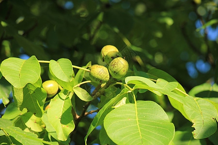 树枝上绿色胡桃果果园坚果食物花园棕色季节水果核桃植物收成图片